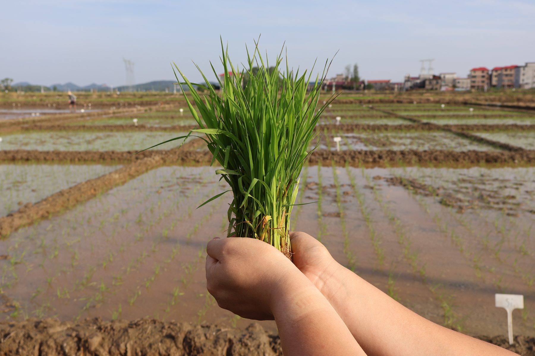 Two hands holding a bundle of young rice seedlings above flooded trial paddies, with plot markers across the fields behind